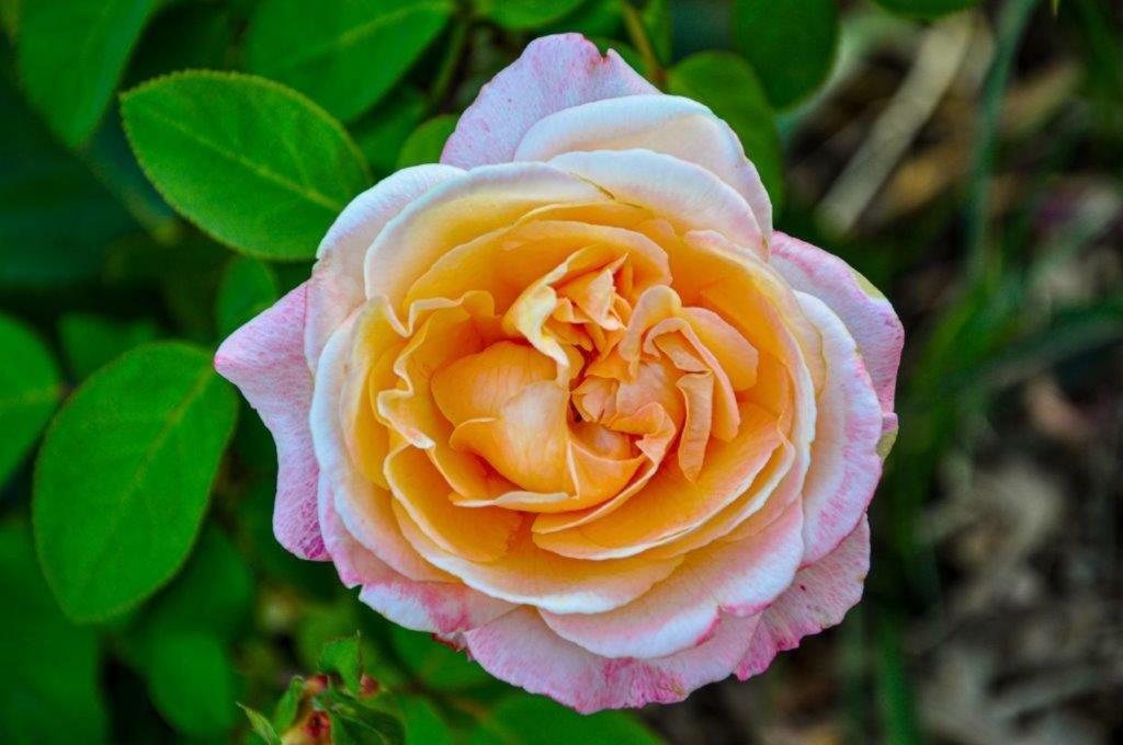 Апартаменты Ca'Rosei Monteciccardo Экстерьер фото